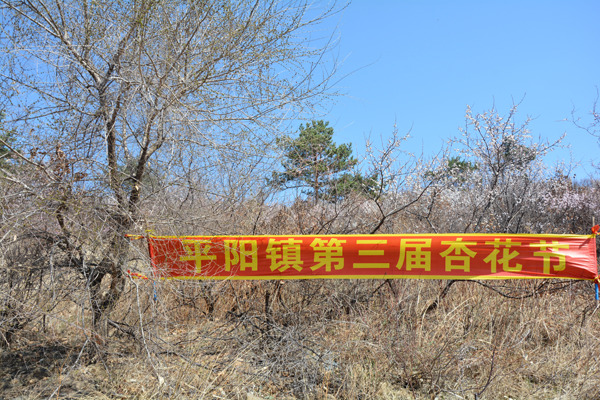 平阳镇第三届杏花节开幕