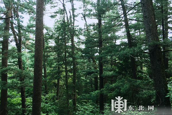 上甘岭溪水国家森林公园浩瀚林海.东北网记者 霍枭涵 摄