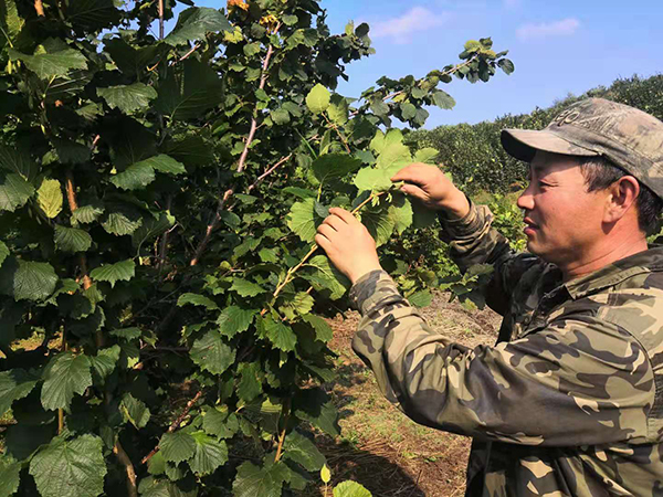 区太保镇靠山村附近山上种植的榛子也开始了收获,随着一车一车的采摘