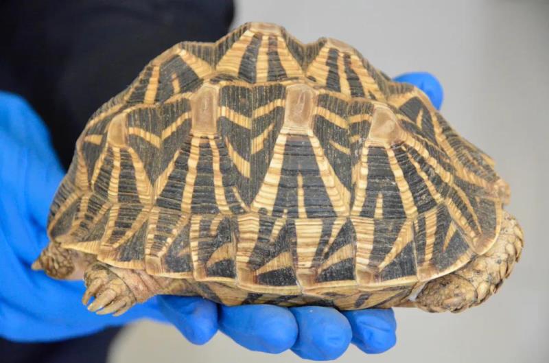 非法收购,出售珍贵,濒危野生动物案,查获国家一级保护动物印度星龟1只