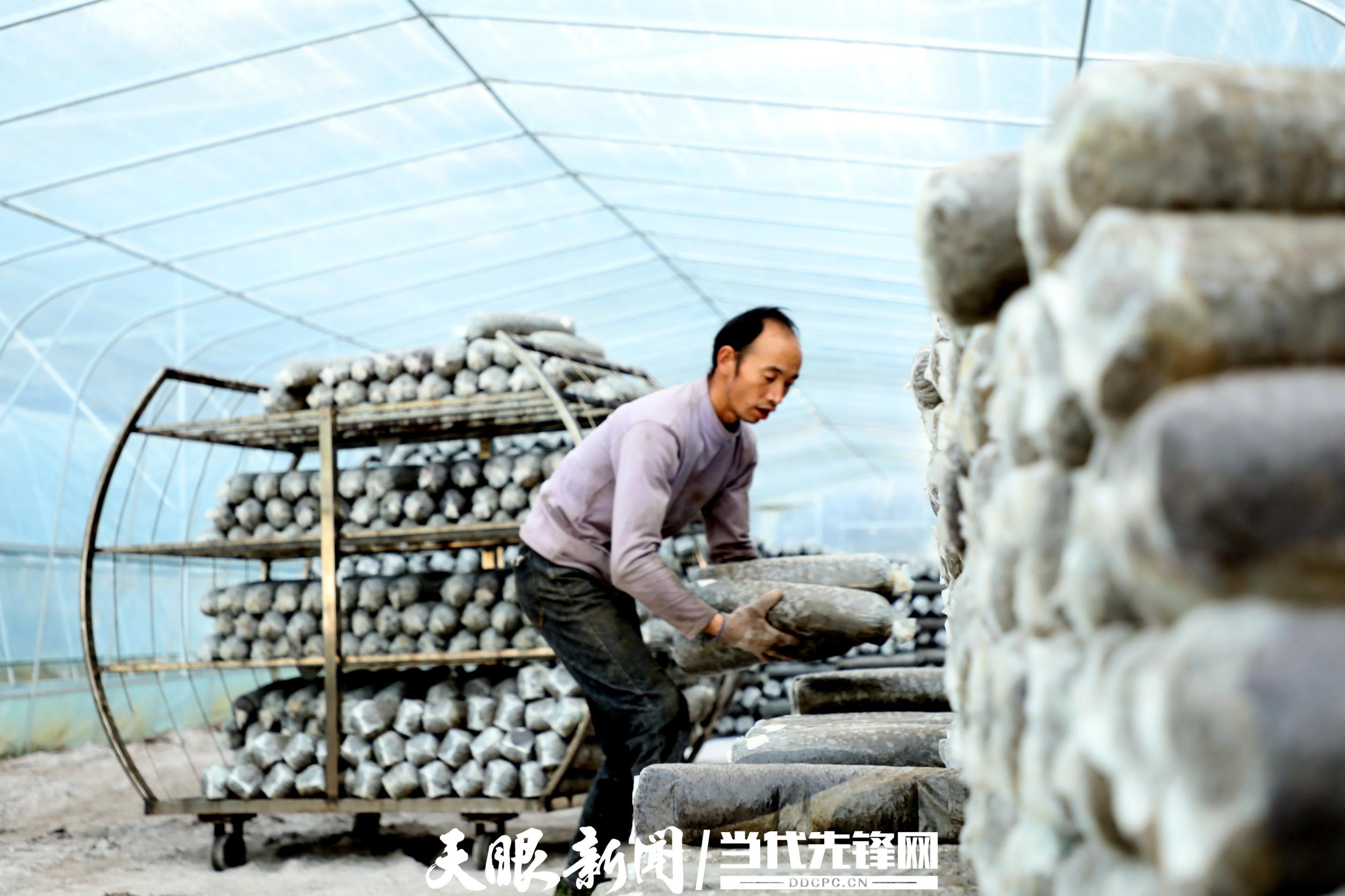 "4月1日,毕节市金海湖新区归化街道常丰社区食用菌大棚内,江开忠熟练