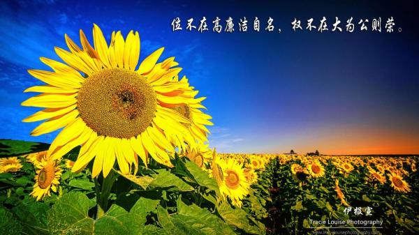 廉政文化桌面壁纸_廉政文化月电脑桌面设计比赛获奖作品