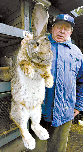 酷狗宝贝》电影有这样的情节:巨型兔子正在糟蹋英国所有农田里的蔬菜