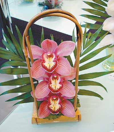 大花蕙兰切花想爱你却不容易