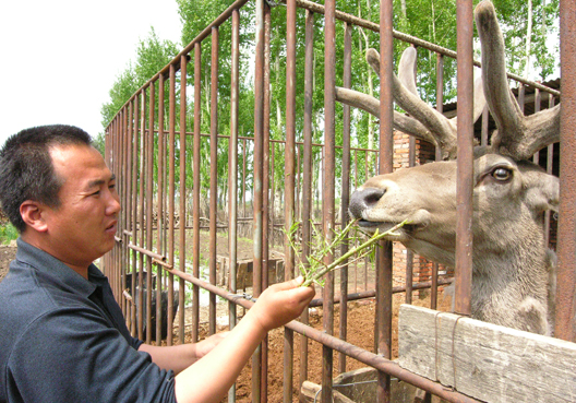 2003年,北林区东津镇爱国村的村干部带领村民养殖马鹿