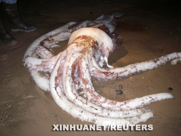 深海生物 恶心图片