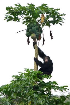 黑猩猩恋爱也会送礼 偷水果吸引雌性注意(图)