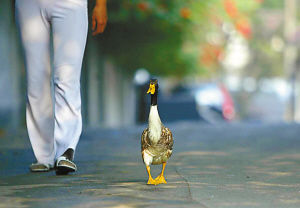 小鸭喜欢和小主人溜达 天天送主人上学(图)