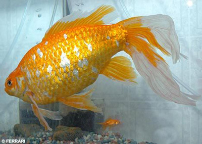 英国金鱼品种图片