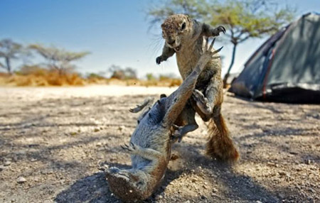 摄影师拍下地松鼠搏斗爆笑场面图