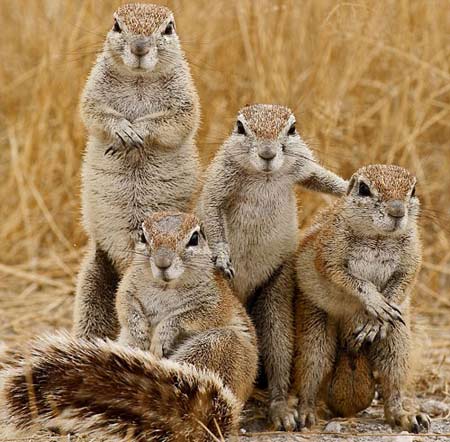 摄影师拍下地松鼠搏斗爆笑场面图