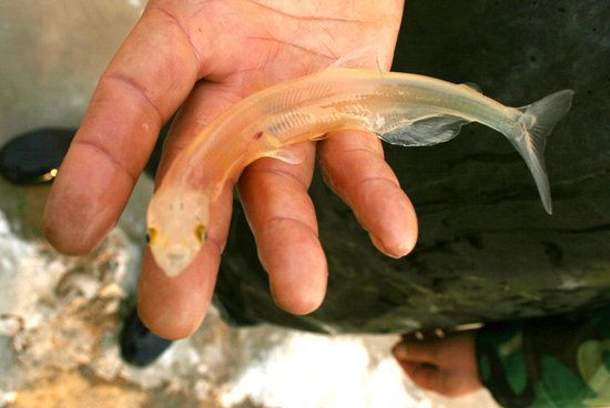 据专家了解,银鱼科多种半透明鱼类的统称见于东亚咸水和淡水中