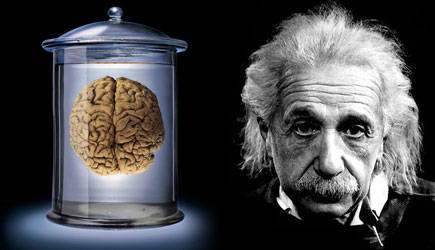 爱因斯坦的后脑勺图图片