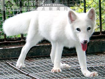 女市民花1500元在路邊買到白狐 送給動物園