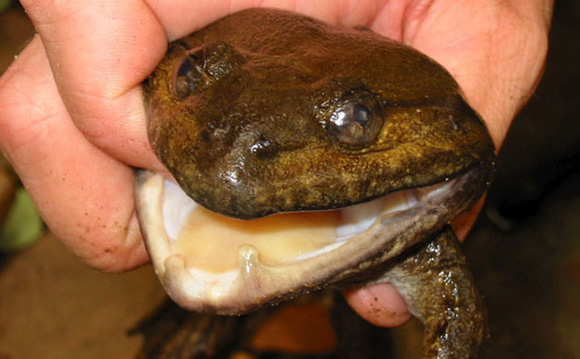 湄公河流域发现新物种 青蛙长牙能吃鸟