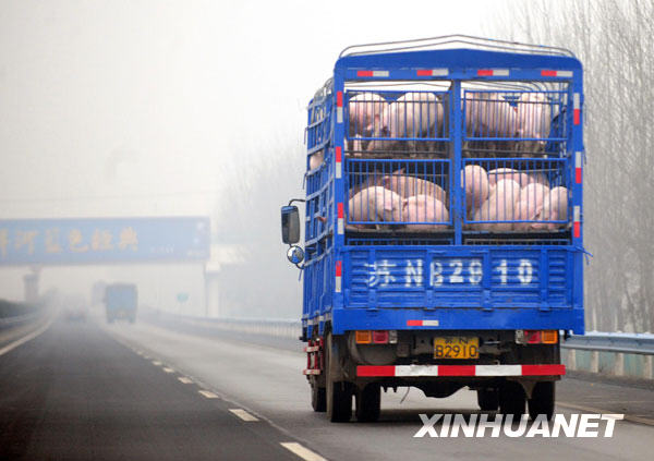12月8日,一辆运载生猪的货车在连霍高速公路上行驶