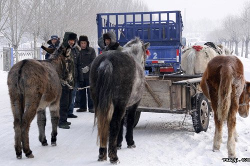 1月3日,马匹交易集日,海伦马匹交易市场交易冷清http://suihuadbw