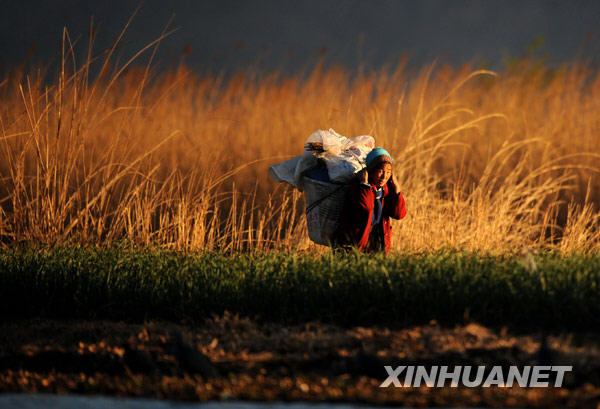 早起劳作的白族妇女(2月3日摄).
