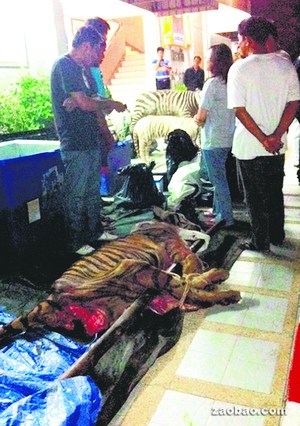 泰野生动物"屠宰场"肢解老虎大象为卖肉(图)