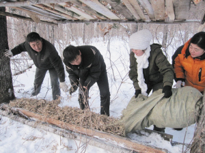 东方红林业局设猎物补饲站 让野生东北虎过冬