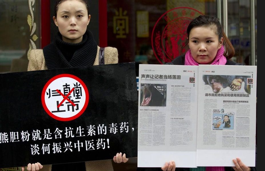 行为艺术抗议归真堂活熊取胆 展现熊被取胆的残酷(高清)