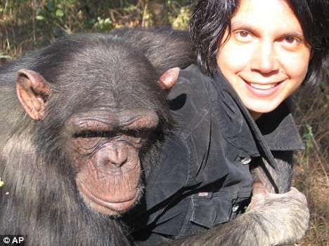 黑猩猩和人人和图片