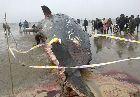 江苏盐城4头搁浅死亡鲸鱼半夜被人割肉(图)