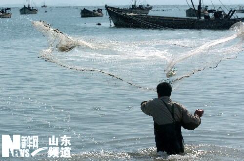 青岛近海捕鱼业萎缩 海洋资源保护恢复刻不容缓