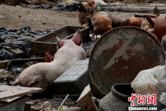 乌鲁木齐一垃圾猪养殖场形成规模愁煞居民