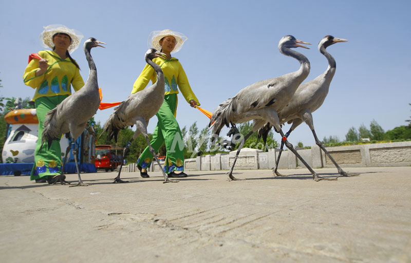 "动物大巡游":与动物明星零距离