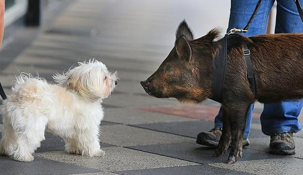 宠物猪墨尔本闹市区遛街