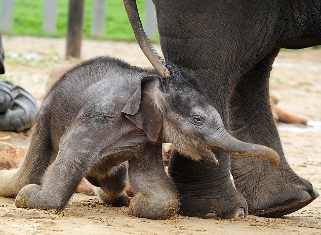 小象失平衡脸朝地摔倒萌态十足图