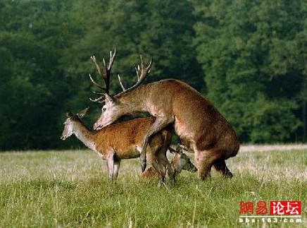 美女子为求刺激在摩托车上自慰被邻居撞见图