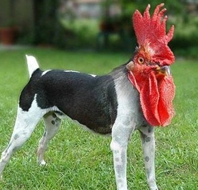 美国渔民捕半米长巨虾 你绝没见过的罕见物种