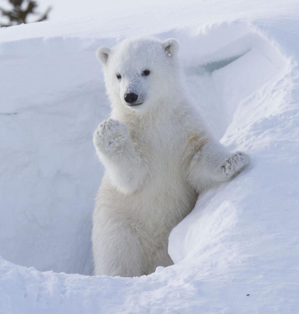 期待的搓搓手北极熊图片