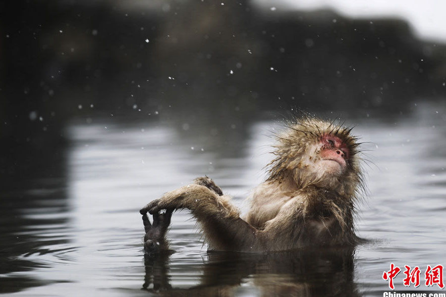 日本猴子边泡温泉边玩手机 网友:逆天了