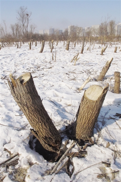 哈尔滨狗岛数百棵树木被砍成木桩