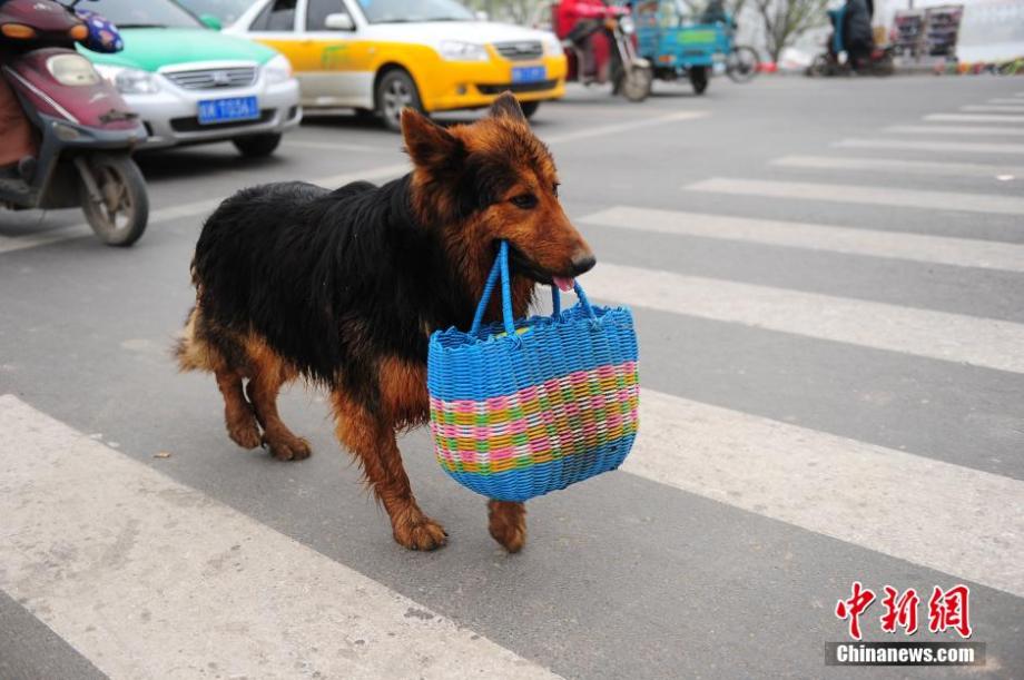 聪明狗帮主人提篮成大明星