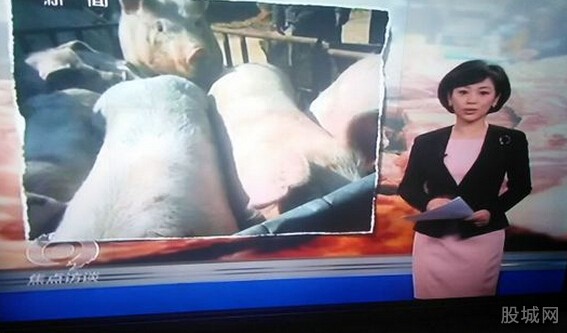焦点访谈曝金锣使用病死猪 坑害消费者让人心