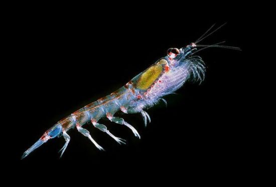 南极磷虾蛋白质含量高 含人体必需的8种氨基酸