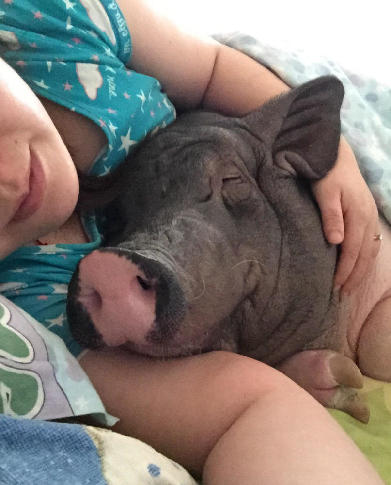 女子晒170斤宠物猪走红