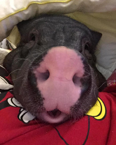 女子晒170斤宠物猪走红