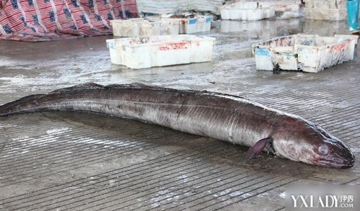 【图】渔民捕获巨型鳗鱼重70公斤 得是多少鳗