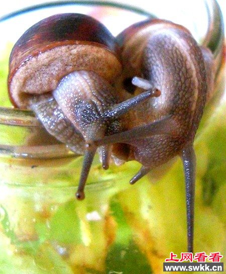 盘点动物暴力性交:章鱼生殖器一直插入雌性体内/图