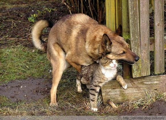 盘点动物暴力性交:袋鼬是暴力强奸犯