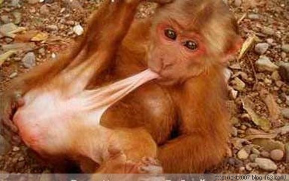 盘点动物暴力性交:章鱼生殖器一直插入雌性体内/图