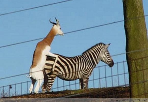 盘点动物暴力性交:章鱼生殖器一直插入雌性体内/图