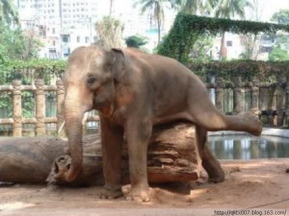 盘点动物暴力性交:章鱼生殖器一直插入雌性体内/图