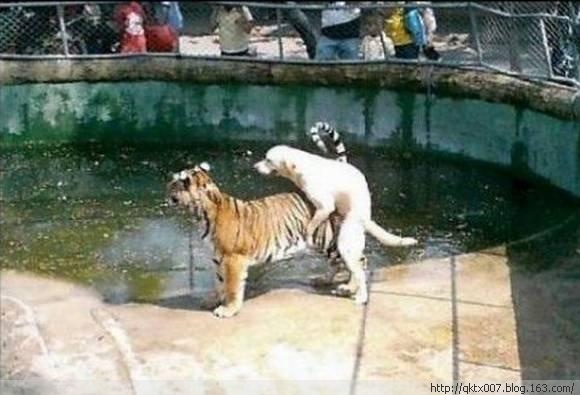 盘点动物暴力性交:章鱼生殖器一直插入雌性体内/图