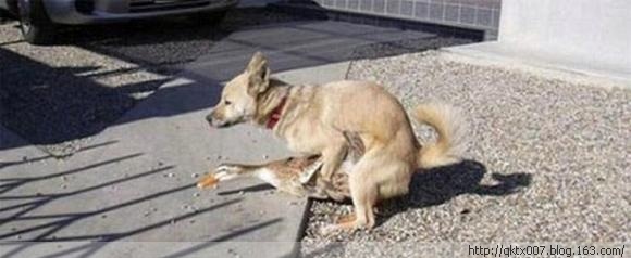 盘点动物暴力性交:章鱼生殖器一直插入雌性体内/图